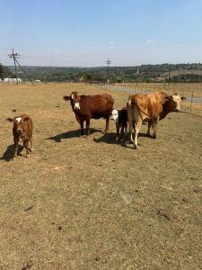 2+2 x SIMBRA COW WITH CALF HANNES VAN STADEN(Pay per animal to take all)