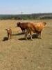 2+2 x SIMBRA COW WITH CALF HANNES VAN STADEN(Pay per animal to take all) - 2