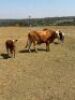 2+2 x SIMBRA COW WITH CALF HANNES VAN STADEN(Pay per animal to take all) - 3