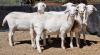 5X MEATMASTER OOI/EWE Schreuder, FJH (Pay per animal to take all)