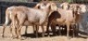 7X MEATMASTER OOI/EWE Schreuder, FJH (Pay per animal to take all)