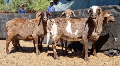 5X MEATMASTER OOI/EWE Schreuder, FJH (Pay per animal to take all)