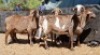 5X MEATMASTER OOI/EWE Schreuder, FJH (Pay per animal to take all)