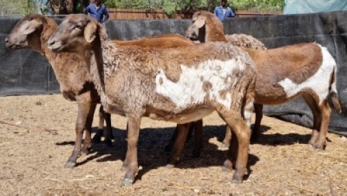 5X MEATMASTER OOI/EWE Schreuder, FJH (Pay per animal to take all)