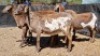 5X MEATMASTER OOI/EWE Schreuder, FJH (Pay per animal to take all)