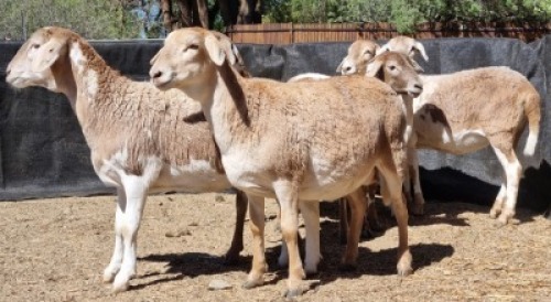 6X MEATMASTER OOI/EWE Schreuder, FJH (Pay per animal to take all)
