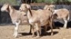 6X MEATMASTER OOI/EWE Schreuder, FJH (Pay per animal to take all)