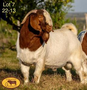 1X BOER GOAT FLOCK BUCK ALPHAETON BONSMARA'S