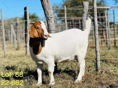 1X BOER GOAT FLOCK DOE ALPHAETON BONSMARA'S