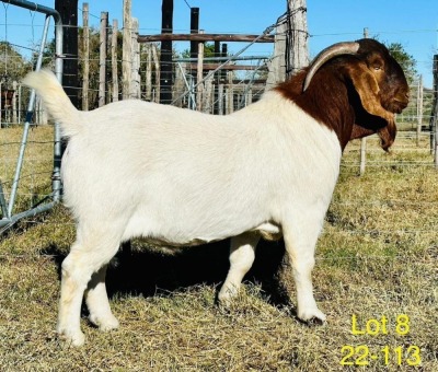 1X BOER GOAT FLOCK BUCK ALPHAETON BONSMARA'S