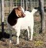 1X BOER GOAT DOE ALPHAETON BONSMARA'S