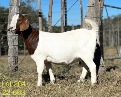 1X BOER GOAT FLOCK DOE ALPHAETON BONSMARA'S