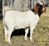 1X BOER GOAT DOE ALPHAETON BONSMARA'S