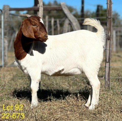 1X BOER GOAT FLOCK DOE ALPHAETON BONSMARA'S