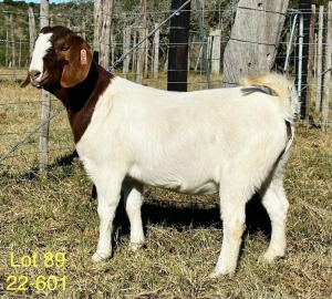 1X BOER GOAT FLOCK DOE ALPHAETON BONSMARA'S