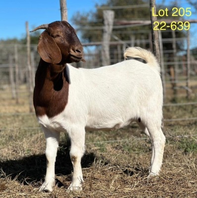 1X BOER GOAT FLOCK DOE ALPHAETON BONSMARA'S