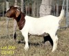 WITHDRAWN - 1X BOER GOAT DOE ALPHAETON BONSMARA'S