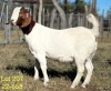 1X BOER GOAT FLOCK DOE ALPHAETON BONSMARA'S