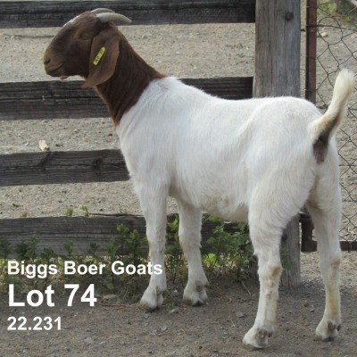 1X BOER GOAT STUD DOE BIGGS BOER GOATS