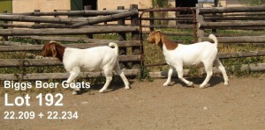 2X BOER GOAT STUD/FLOCK DOE BIGGS BOER GOATS