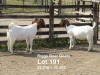 2X BOER GOAT FLOCK/STUD DOE BIGGS BOER GOATS