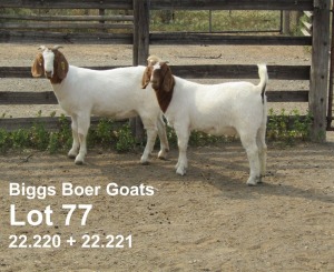 2X BOER GOAT FLOCK/FLOCK DOE BIGGS BOER GOATS (Pay per animal)