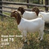 1X BOER GOAT STUD DOE BIGGS BOER GOATS