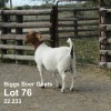 1X BOER GOAT DOE BIGGS BOER GOATS