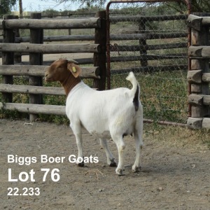 1X BOER GOAT DOE BIGGS BOER GOATS