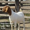 1X BOER GOAT FLOCK DOE BIGGS BOER GOATS