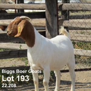 1X BOER GOAT FLOCK DOE BIGGS BOER GOATS