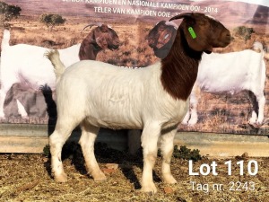 1X BOER GOAT FLOCK DOE BOSSIE BOERDERY