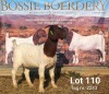 1X BOER GOAT FLOCK DOE BOSSIE BOERDERY - 2