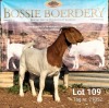 1X BOER GOAT FLOCK DOE BOSSIE BOERDERY