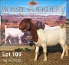 1X BOER GOAT FLOCK DOE BOSSIE BOERDERY - 2