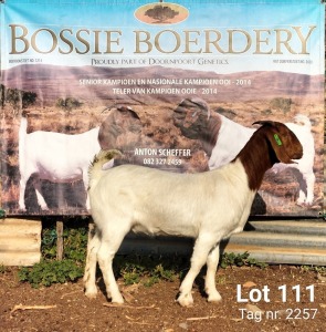 1X BOER GOAT STUD DOE BOSSIE BOERDERY