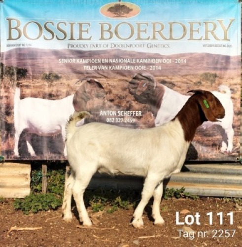 1X BOER GOAT STUD DOE BOSSIE BOERDERY
