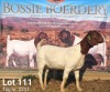 1X BOER GOAT STUD DOE BOSSIE BOERDERY - 2