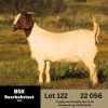 1X BOER GOAT FLOCK DOE BSK BOERBOKSTOET