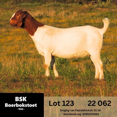 1X BOER GOAT STUD DOE BSK BOERBOKSTOET