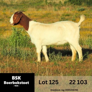 WITHDRAWN - 1X BOER GOAT DOE BSK BOERBOKSTOET