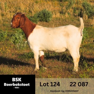 1X BOER GOAT FLOCK DOE BSK BOERBOKSTOET