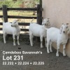 3X SAVANNA FLOCK/STUD DOE CANDEBOO SAVANNAS (Pay per animal)