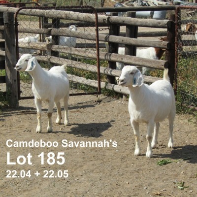 2X SAVANNA STUD/FLOCK DOE CANDEBOO SAVANNAS (Pay per animal)