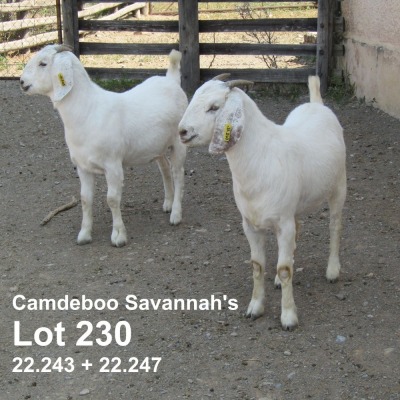 2X SAVANNA FLOCK/FLOCK DOE CANDEBOO SAVANNAS (Pay per animal)