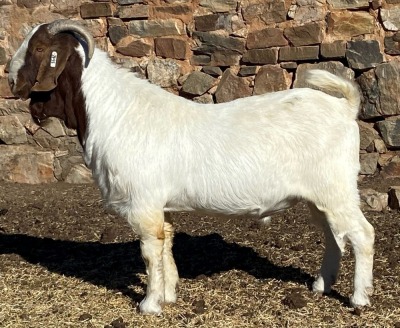 1X BOER GOAT FLOCK BUCK CHIPPIE POULTRY BOERBOKKE