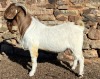 WITHDRAWN - 1X BOER GOAT BUCK CHIPPIE POULTRY BOERBOKKE