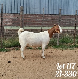 WITHDRAWN - 1X BOER GOAT DOE DANKBAAR BOERDERY