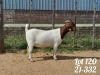 1X BOER GOAT FLOCK DOE DANKBAAR BOERDERY