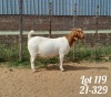 1X BOER GOAT STUD DOE DANKBAAR BOERDERY